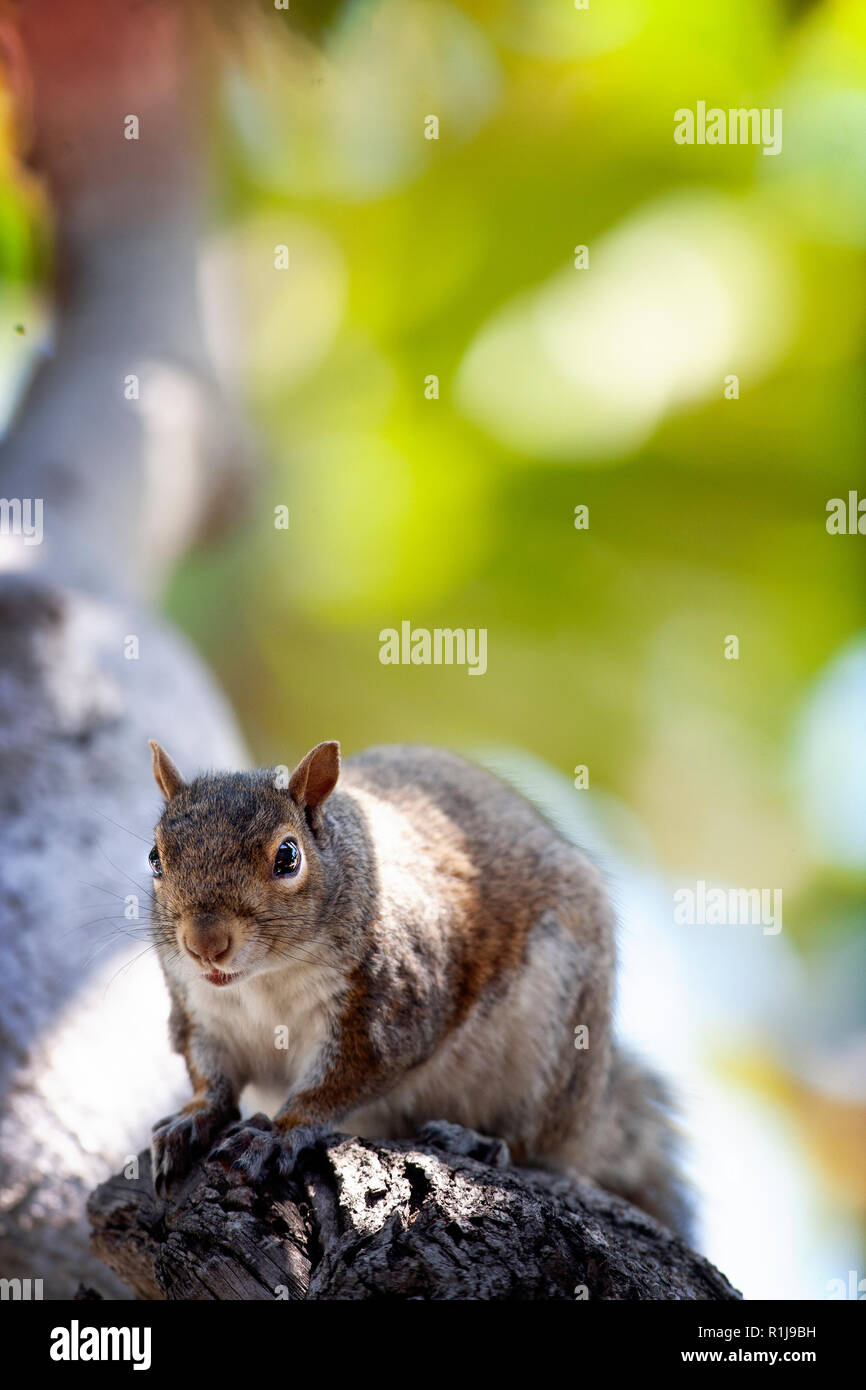 L'écureuil gris occidental (Sciurus griseus) à Palo Alto, Californie, États-Unis Banque D'Images