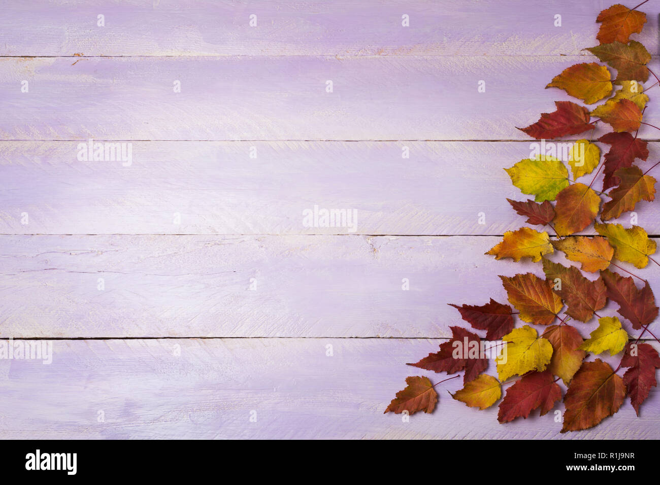 Décor de l'action de grâce avec les feuilles d'automne jaune et rouge sur le fond lilas, copy space Banque D'Images