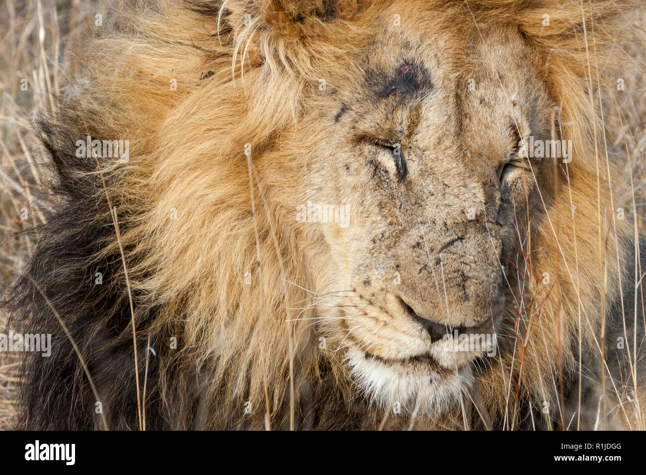 L'heure du Lion Banque D'Images