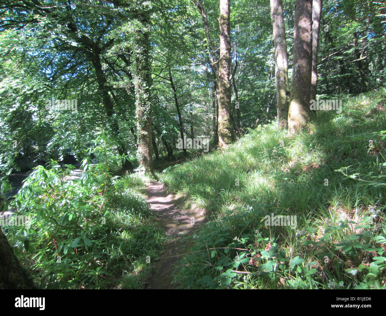 Les jardins de Pencarrow House, Cornwall Banque D'Images