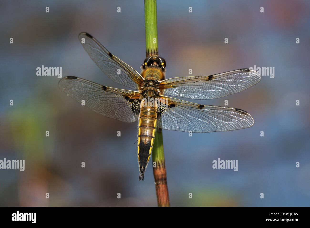 Sur place quatre chaser libellule au repos , Cornwall, UK Banque D'Images