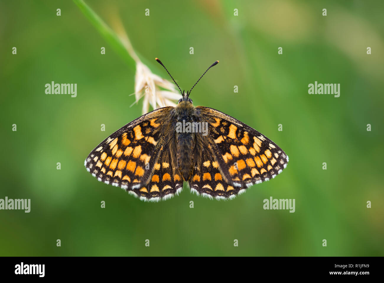 Heath fritillary butterfly au repos avec des ailes ouvertes, Luckett, Cornwall, UK Banque D'Images