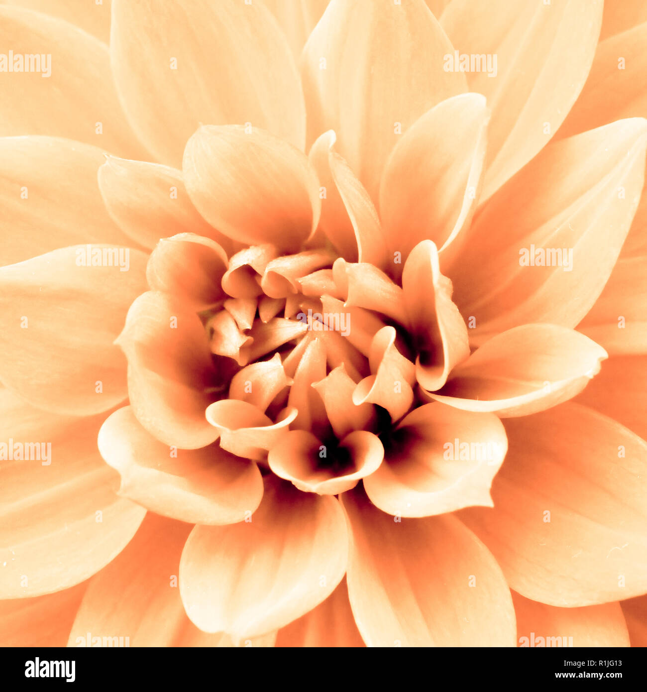 La lumière jaune orange fleur dahlia photo macro photo de couleur soulignant la lumière couleurs orange et marron ombres dans un motif géométrique complexe. Squ Banque D'Images