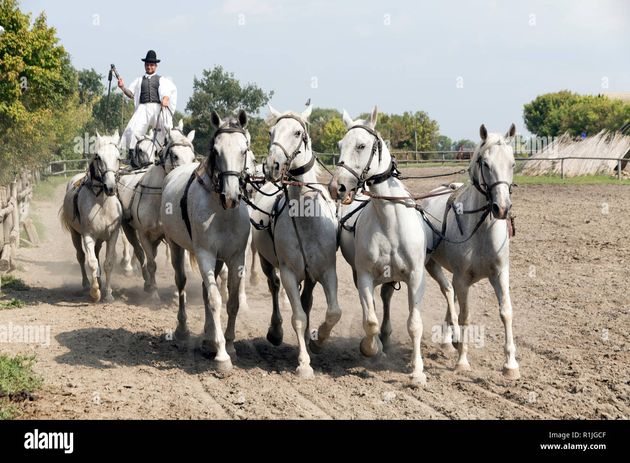 Spectacle équestre dans la région de Hongrie Puszta Banque D'Images