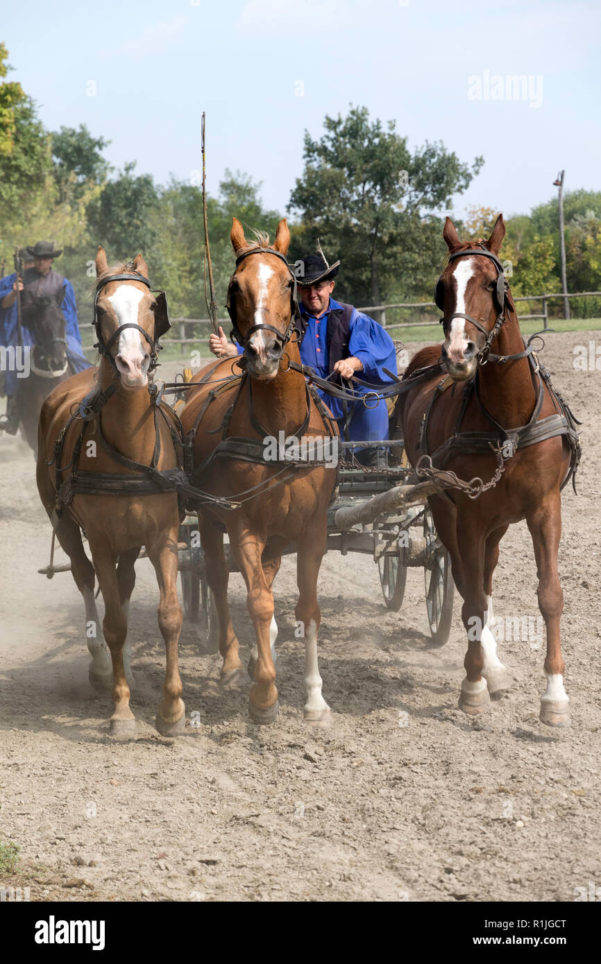 Un cowboy conduit son équipe de 3 chevaux au spectacle équestre dans la région de Hongrie Puszta Banque D'Images