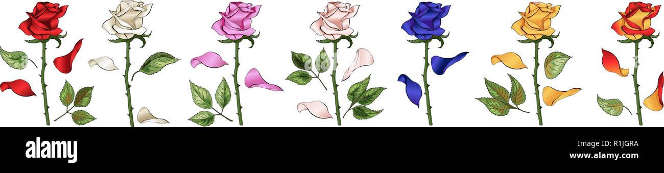 Roses dessin à la main et colorés. Un jeu de boutons de rose. Vector illustration. Illustration de Vecteur