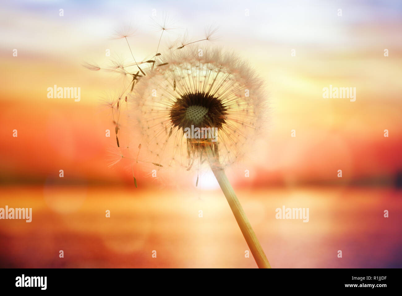 Silhouette de pissenlit contre coucher de soleil sur la mer avec des graines dans le vent Banque D'Images