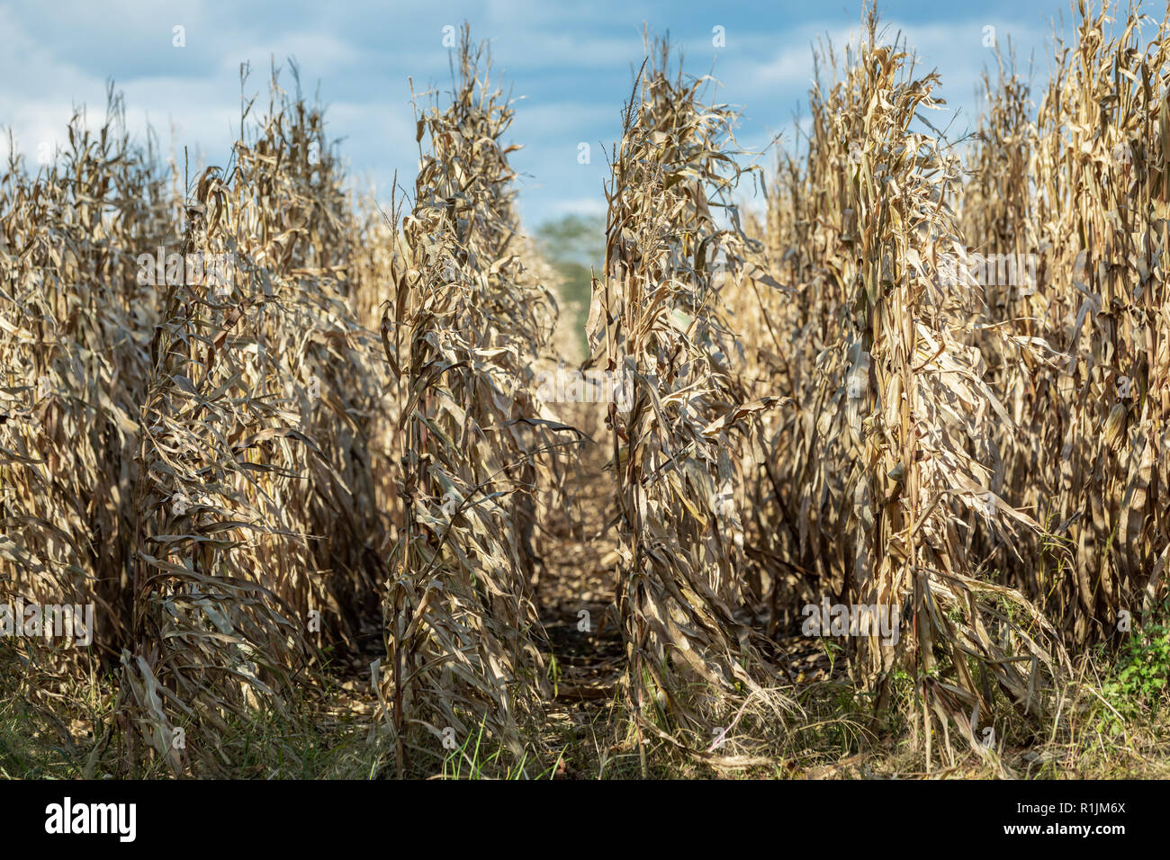 Détail image d'un champ de blé sur une journée d'automne Banque D'Images