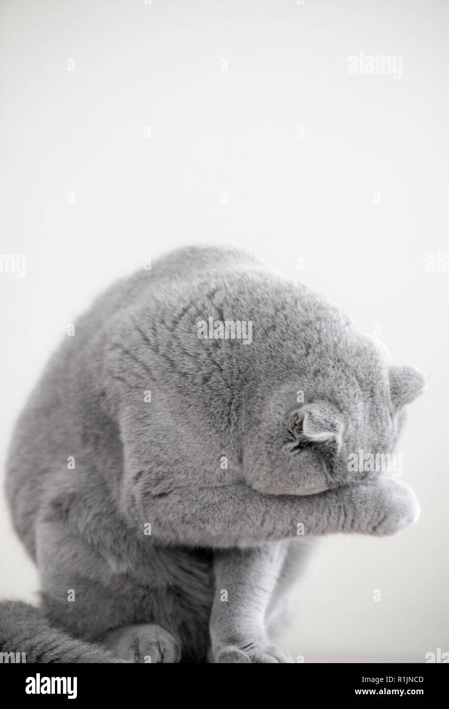 Portrait d'un monochromatique mâle gris chat Scottish Fold Humphrey Banque D'Images