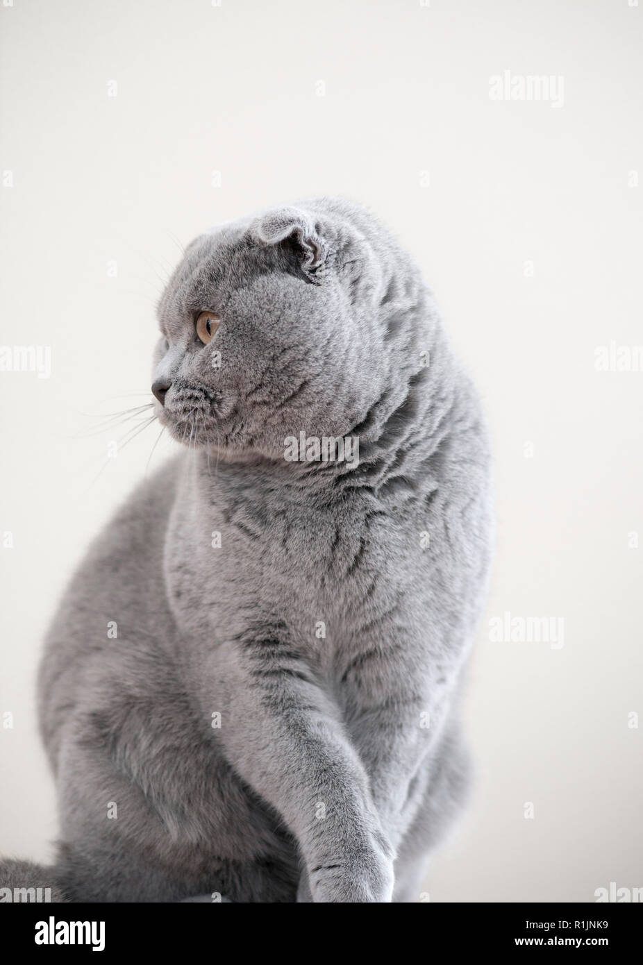 Portrait d'un monochromatique mâle gris chat Scottish Fold Humphrey Banque D'Images