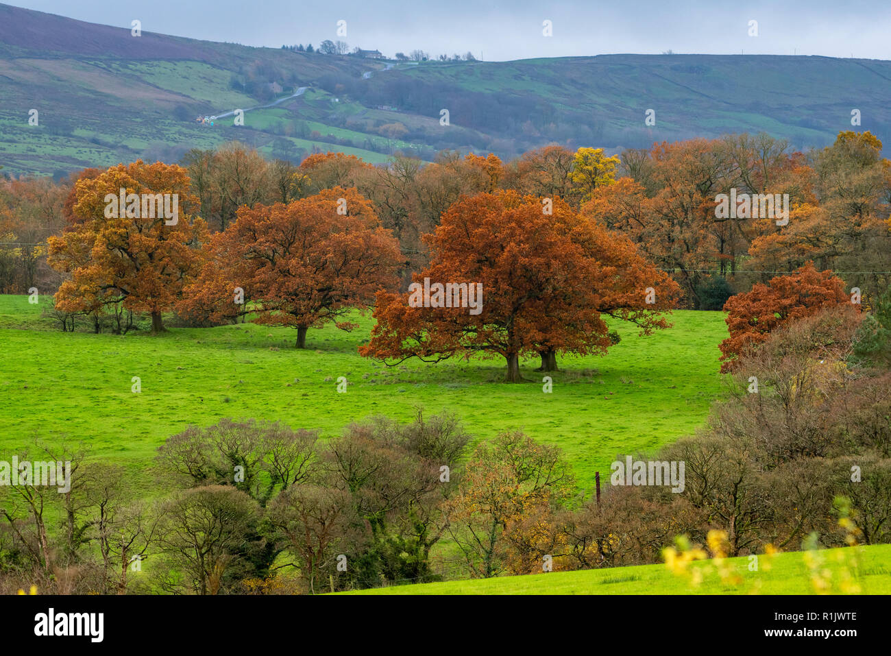 L'écaillage, Preston, Lancashire. 13Th Nov 2018. Météo France : Les arbres dans toute leur gloire d'automne près de chipping, Preston, Lancashire dans la forêt de Bowland. Crédit : John Eveson/Alamy Live News Banque D'Images