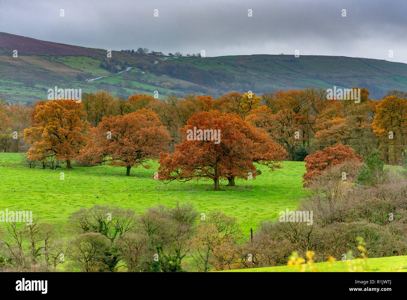 L'écaillage, Preston, Lancashire. 13Th Nov 2018. Météo France : Les arbres dans toute leur gloire d'automne près de chipping, Preston, Lancashire dans la forêt de Bowland. Crédit : John Eveson/Alamy Live News Banque D'Images