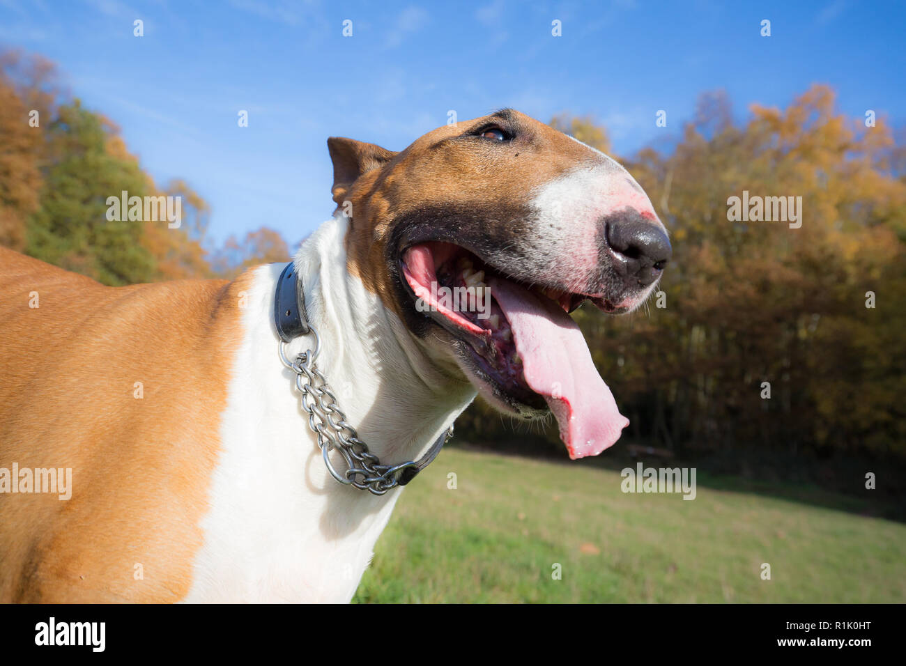 Kidderminster, UK. 13 novembre, 2018. Météo France : il y a de beaux ciels bleus dans le Worcestershire aujourd'hui avec beaucoup de gens marcher dans le parc et profiter de l'automne les couleurs de l'affichage. Ce bull-terrier anglais bénéficie d'un repos après une longue marche à travers les bois. Credit : Lee Hudson/Alamy Live News Banque D'Images Kidderminster, UK. 13 novembre, 2018. Météo France : il y a de beaux ciels bleus dans le Worcestershire aujourd'hui avec beaucoup de gens marcher dans le parc et profiter de l'automne les couleurs de l'affichage. Ce bull-terrier anglais bénéficie d'un repos après une longue marche à travers les bois. Credit : Lee Hudson/Alamy Live News Banque D'Images