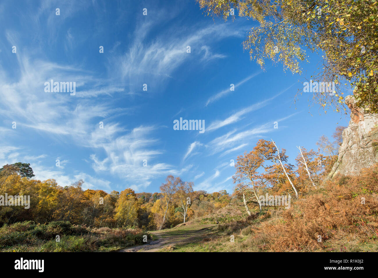 Kidderminster, UK. 13 novembre, 2018. Météo France : il y a de beaux ciels bleus et des Cirrus fins dans le Worcestershire aujourd'hui avec beaucoup de gens marcher dans le parc et profiter de l'automne doré couleurs sur l'écran. Credit : Lee Hudson/Alamy Live News Banque D'Images