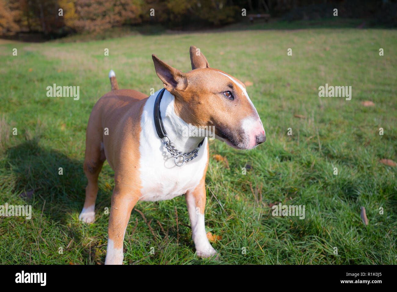 Kidderminster, UK. 13 novembre, 2018. Météo France : il y a de beaux ciels bleus dans le Worcestershire aujourd'hui avec beaucoup de gens marcher dans le parc et profiter de l'automne les couleurs de l'affichage. Ce bull-terrier anglais bénéficie d'un repos après une longue promenade dans les bois. Credit : Lee Hudson/Alamy Live News Banque D'Images Kidderminster, UK. 13 novembre, 2018. Météo France : il y a de beaux ciels bleus dans le Worcestershire aujourd'hui avec beaucoup de gens marcher dans le parc et profiter de l'automne les couleurs de l'affichage. Ce bull-terrier anglais bénéficie d'un repos après une longue promenade dans les bois. Credit : Lee Hudson/Alamy Live News Banque D'Images