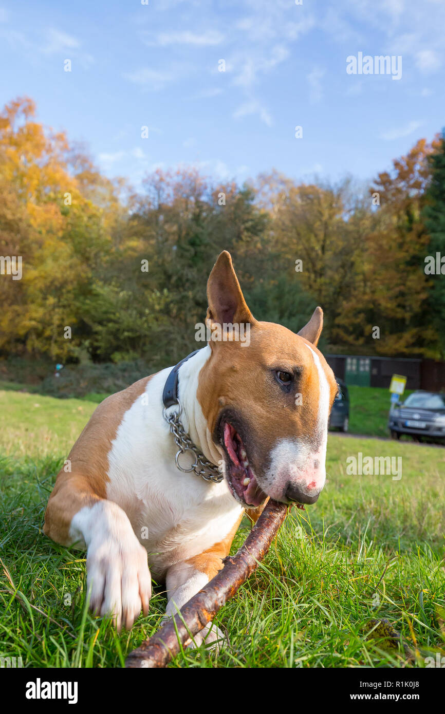 Kidderminster, UK. 13 novembre, 2018. Météo France : il y a de beaux ciels bleus dans le Worcestershire aujourd'hui avec beaucoup de gens marcher dans le parc et profiter de l'automne les couleurs de l'affichage. Ce bull-terrier anglais bénéficie d'un repos après une longue promenade dans les bois. Credit : Lee Hudson/Alamy Live News Banque D'Images Kidderminster, UK. 13 novembre, 2018. Météo France : il y a de beaux ciels bleus dans le Worcestershire aujourd'hui avec beaucoup de gens marcher dans le parc et profiter de l'automne les couleurs de l'affichage. Ce bull-terrier anglais bénéficie d'un repos après une longue promenade dans les bois. Credit : Lee Hudson/Alamy Live News Banque D'Images