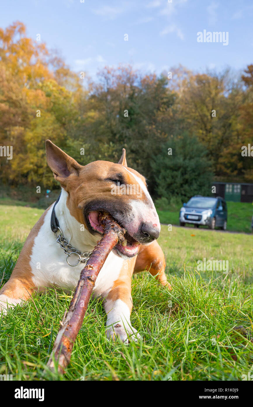 Kidderminster, UK. 13 novembre, 2018. Météo France : il y a de beaux ciels bleus dans le Worcestershire aujourd'hui avec beaucoup de gens marcher dans le parc et profiter de l'automne les couleurs de l'affichage. Ce bull-terrier anglais bénéficie d'un repos après une longue promenade dans les bois. Credit : Lee Hudson/Alamy Live News Banque D'Images Kidderminster, UK. 13 novembre, 2018. Météo France : il y a de beaux ciels bleus dans le Worcestershire aujourd'hui avec beaucoup de gens marcher dans le parc et profiter de l'automne les couleurs de l'affichage. Ce bull-terrier anglais bénéficie d'un repos après une longue promenade dans les bois. Credit : Lee Hudson/Alamy Live News Banque D'Images