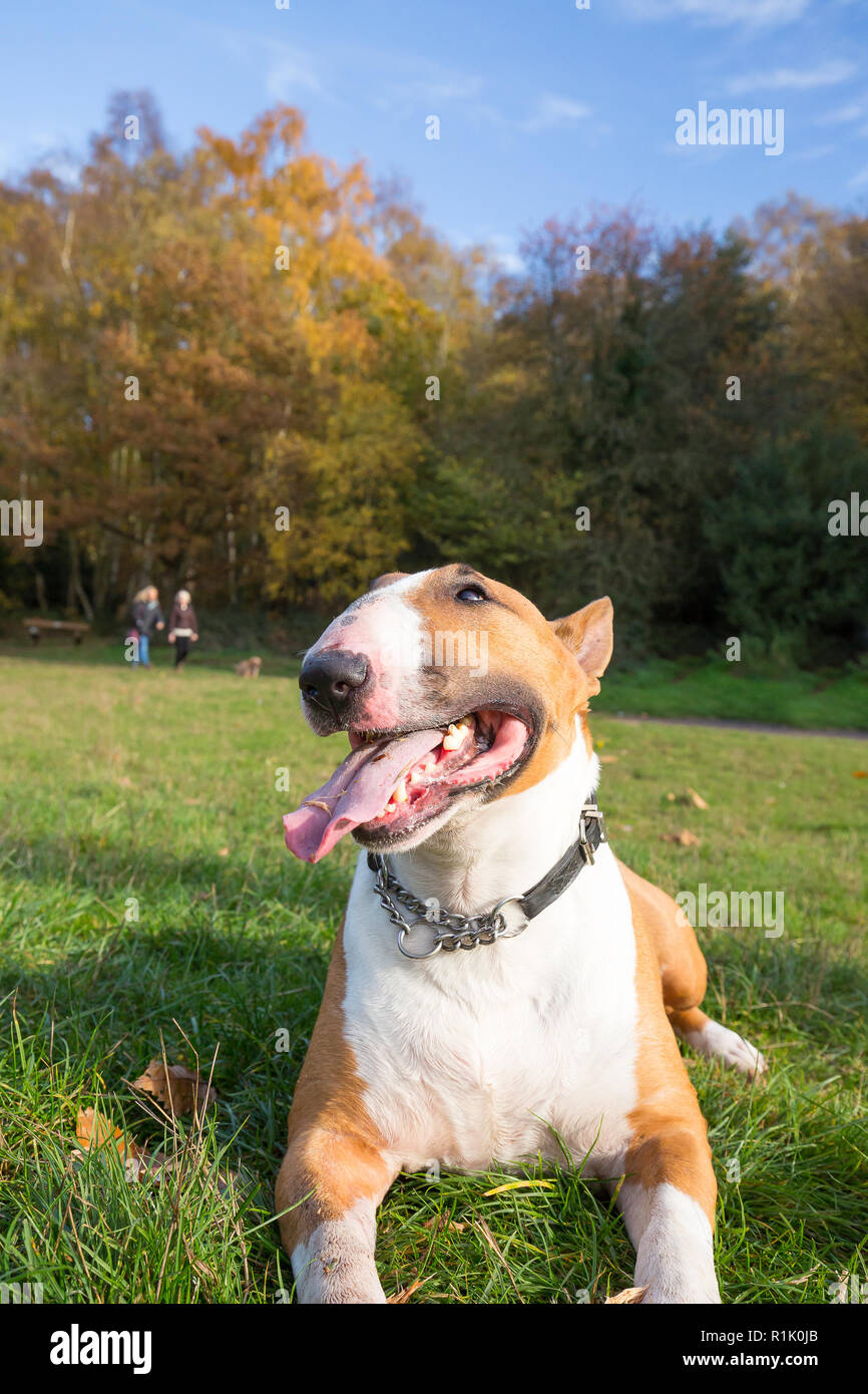 Kidderminster, UK. 13 novembre, 2018. Météo France : il y a de beaux ciels bleus dans le Worcestershire aujourd'hui avec beaucoup de gens marcher dans le parc et profiter de l'automne les couleurs de l'affichage. Ce bull-terrier anglais bénéficie d'un repos après une longue promenade dans les bois. Credit : Lee Hudson/Alamy Live News Banque D'Images Kidderminster, UK. 13 novembre, 2018. Météo France : il y a de beaux ciels bleus dans le Worcestershire aujourd'hui avec beaucoup de gens marcher dans le parc et profiter de l'automne les couleurs de l'affichage. Ce bull-terrier anglais bénéficie d'un repos après une longue promenade dans les bois. Credit : Lee Hudson/Alamy Live News Banque D'Images