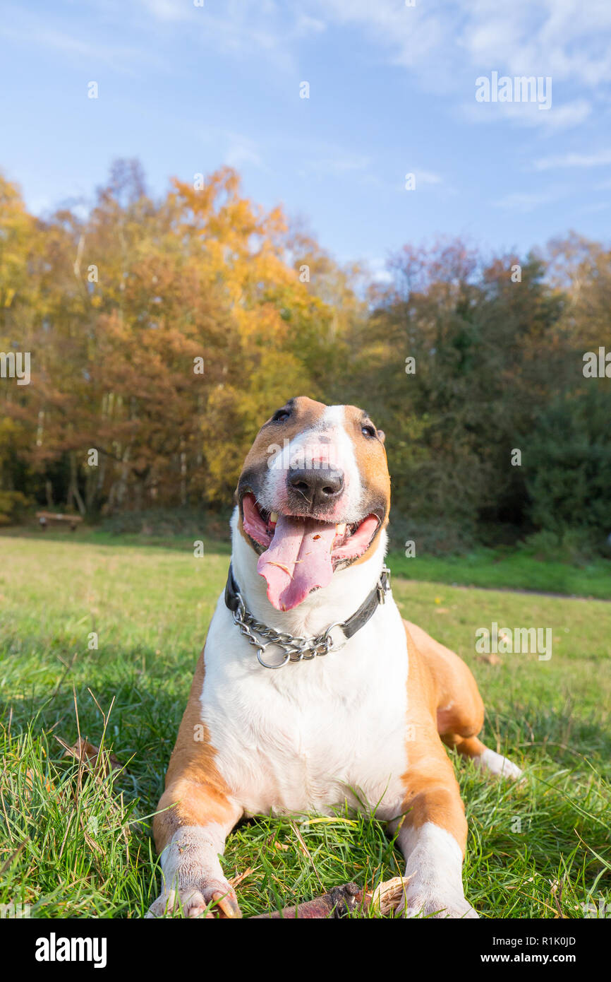 Kidderminster, UK. 13 novembre, 2018. Météo France : il y a de beaux ciels bleus dans le Worcestershire aujourd'hui avec beaucoup de gens marcher dans le parc et profiter de l'automne les couleurs de l'affichage. Ce bull-terrier anglais bénéficie d'un repos après une longue promenade dans les bois. Credit : Lee Hudson/Alamy Live News Banque D'Images Kidderminster, UK. 13 novembre, 2018. Météo France : il y a de beaux ciels bleus dans le Worcestershire aujourd'hui avec beaucoup de gens marcher dans le parc et profiter de l'automne les couleurs de l'affichage. Ce bull-terrier anglais bénéficie d'un repos après une longue promenade dans les bois. Credit : Lee Hudson/Alamy Live News Banque D'Images