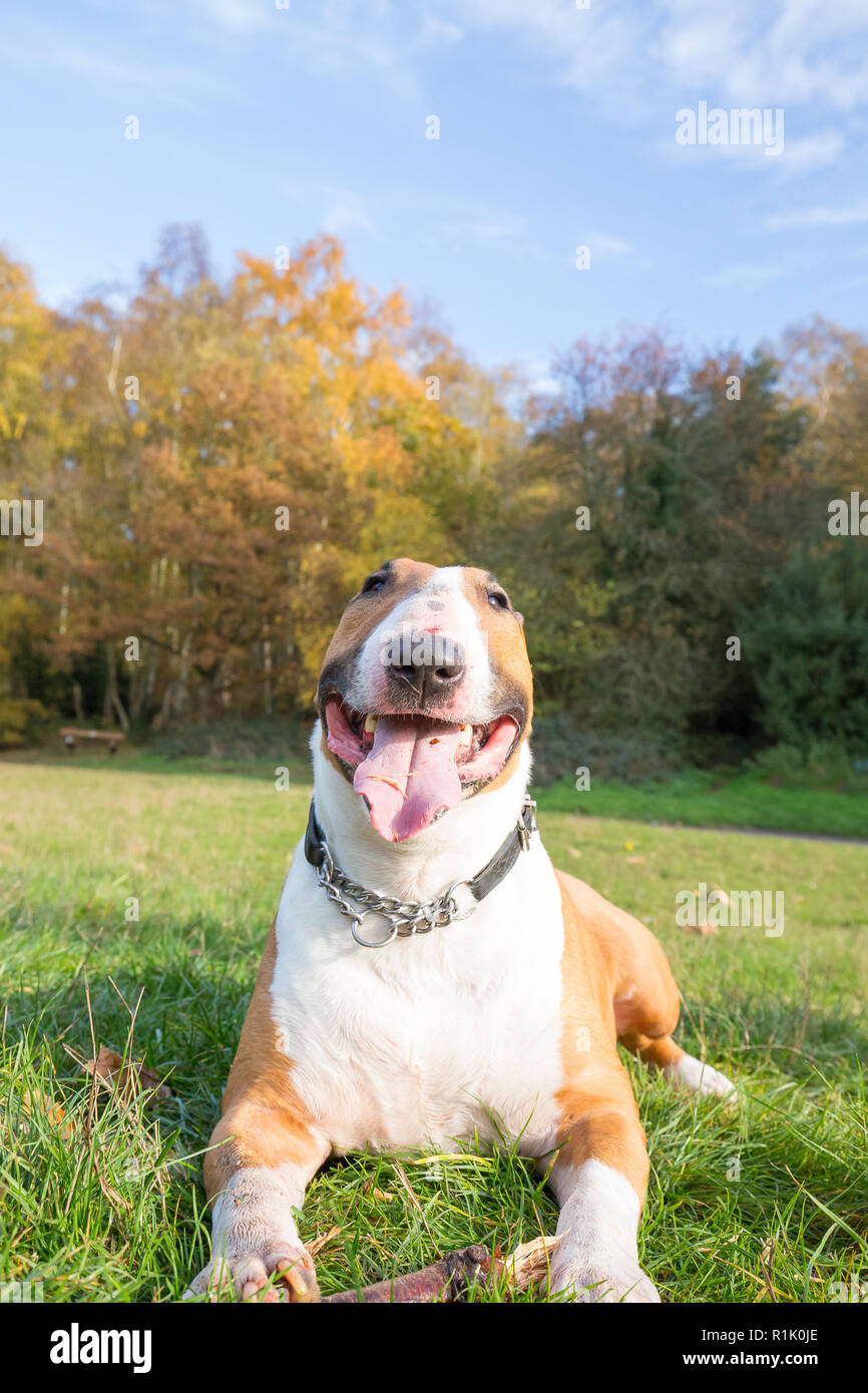Kidderminster, UK. 13 novembre, 2018. Météo France : il y a de beaux ciels bleus dans le Worcestershire aujourd'hui avec beaucoup de gens marcher dans le parc et profiter de l'automne les couleurs de l'affichage. Ce bull-terrier anglais bénéficie d'un repos après une longue promenade dans les bois. Credit : Lee Hudson/Alamy Live News Banque D'Images Kidderminster, UK. 13 novembre, 2018. Météo France : il y a de beaux ciels bleus dans le Worcestershire aujourd'hui avec beaucoup de gens marcher dans le parc et profiter de l'automne les couleurs de l'affichage. Ce bull-terrier anglais bénéficie d'un repos après une longue promenade dans les bois. Credit : Lee Hudson/Alamy Live News Banque D'Images