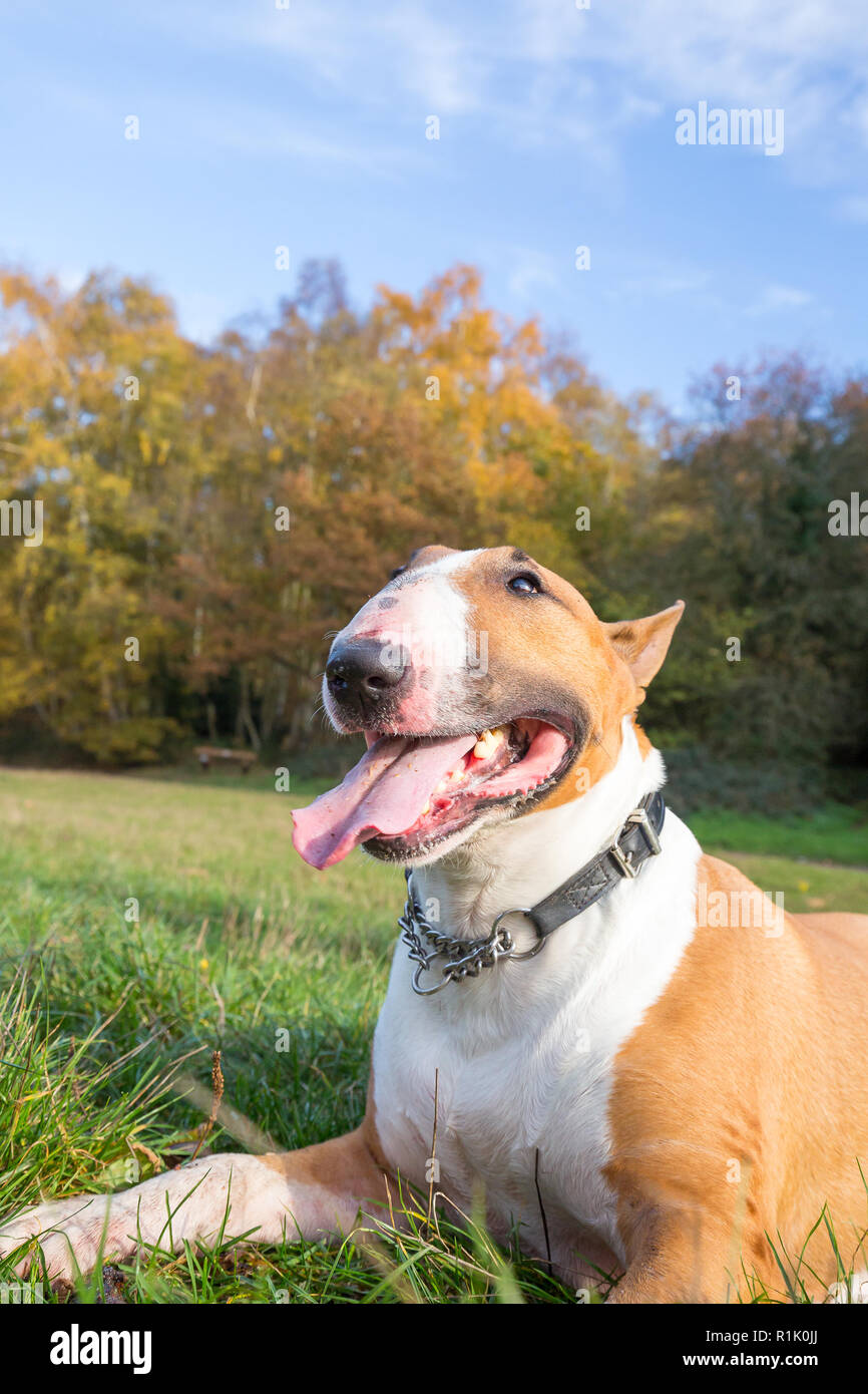 Kidderminster, UK. 13 novembre, 2018. Météo France : il y a de beaux ciels bleus dans le Worcestershire aujourd'hui avec beaucoup de gens marcher dans le parc et profiter de l'automne les couleurs de l'affichage. Ce bull-terrier anglais bénéficie d'un repos après une longue promenade dans les bois. Credit : Lee Hudson/Alamy Live News Banque D'Images Kidderminster, UK. 13 novembre, 2018. Météo France : il y a de beaux ciels bleus dans le Worcestershire aujourd'hui avec beaucoup de gens marcher dans le parc et profiter de l'automne les couleurs de l'affichage. Ce bull-terrier anglais bénéficie d'un repos après une longue promenade dans les bois. Credit : Lee Hudson/Alamy Live News Banque D'Images