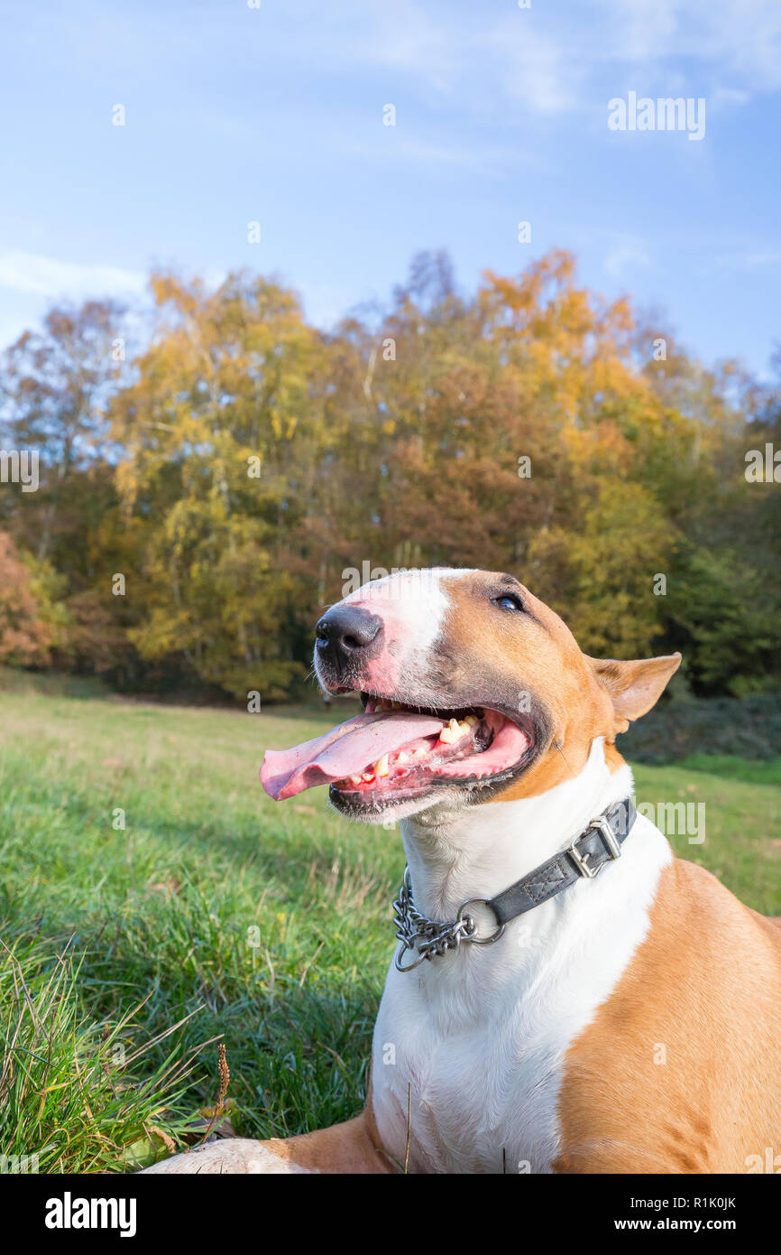 Kidderminster, UK. 13 novembre, 2018. Météo France : il y a de beaux ciels bleus dans le Worcestershire aujourd'hui avec beaucoup de gens marcher dans le parc et profiter de l'automne les couleurs de l'affichage. Ce bull-terrier anglais bénéficie d'un repos après une longue promenade dans les bois. Credit : Lee Hudson/Alamy Live News Banque D'Images Kidderminster, UK. 13 novembre, 2018. Météo France : il y a de beaux ciels bleus dans le Worcestershire aujourd'hui avec beaucoup de gens marcher dans le parc et profiter de l'automne les couleurs de l'affichage. Ce bull-terrier anglais bénéficie d'un repos après une longue promenade dans les bois. Credit : Lee Hudson/Alamy Live News Banque D'Images