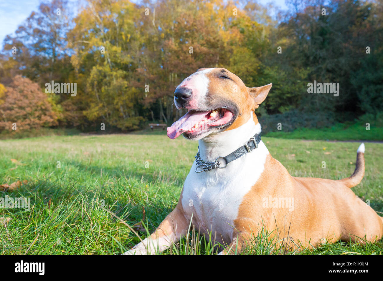 Kidderminster, UK. 13 novembre, 2018. Météo France : il y a de beaux ciels bleus dans le Worcestershire aujourd'hui avec beaucoup de gens marcher dans le parc et profiter de l'automne les couleurs de l'affichage. Ce bull-terrier anglais bénéficie d'un repos après une longue promenade dans les bois. Credit : Lee Hudson/Alamy Live News Banque D'Images Kidderminster, UK. 13 novembre, 2018. Météo France : il y a de beaux ciels bleus dans le Worcestershire aujourd'hui avec beaucoup de gens marcher dans le parc et profiter de l'automne les couleurs de l'affichage. Ce bull-terrier anglais bénéficie d'un repos après une longue promenade dans les bois. Credit : Lee Hudson/Alamy Live News Banque D'Images