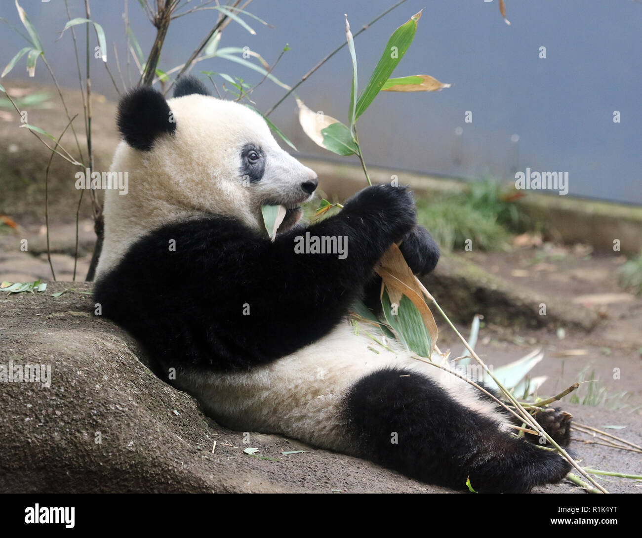 Tokyo, Japon. 13Th Nov, 2018. Un an panda géant femelle Xiang Xiang mange des feuilles de bambou par elle-même au jardin zoologique d'Ueno à Tokyo, le mardi 13 novembre 2018. Xiang Xiang a commencé à être séparé de sa mère Shin Shin dans la matinée, une partie de la journée pour se préparer à l'augmentation jusqu'à un adulte. Credit : Yoshio Tsunoda/AFLO/Alamy Live News Banque D'Images