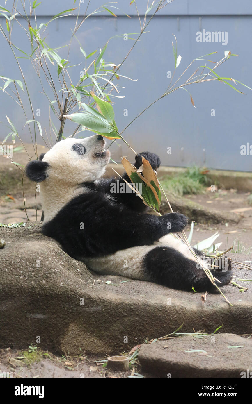 Tokyo, Japon. 13Th Nov, 2018. Un an panda géant femelle Xiang Xiang mange des feuilles de bambou par elle-même au jardin zoologique d'Ueno à Tokyo, le mardi 13 novembre 2018. Xiang Xiang a commencé à être séparé de sa mère Shin Shin dans la matinée, une partie de la journée pour se préparer à l'augmentation jusqu'à un adulte. Credit : Yoshio Tsunoda/AFLO/Alamy Live News Banque D'Images