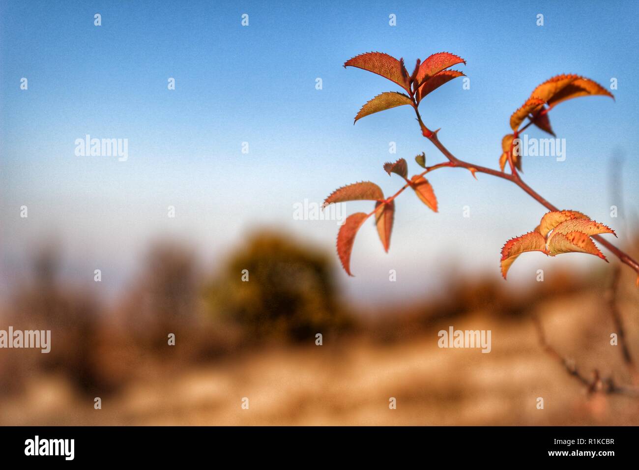 Les feuilles d'automne d'un arbre sur le fond de ciel photo gros plan Banque D'Images