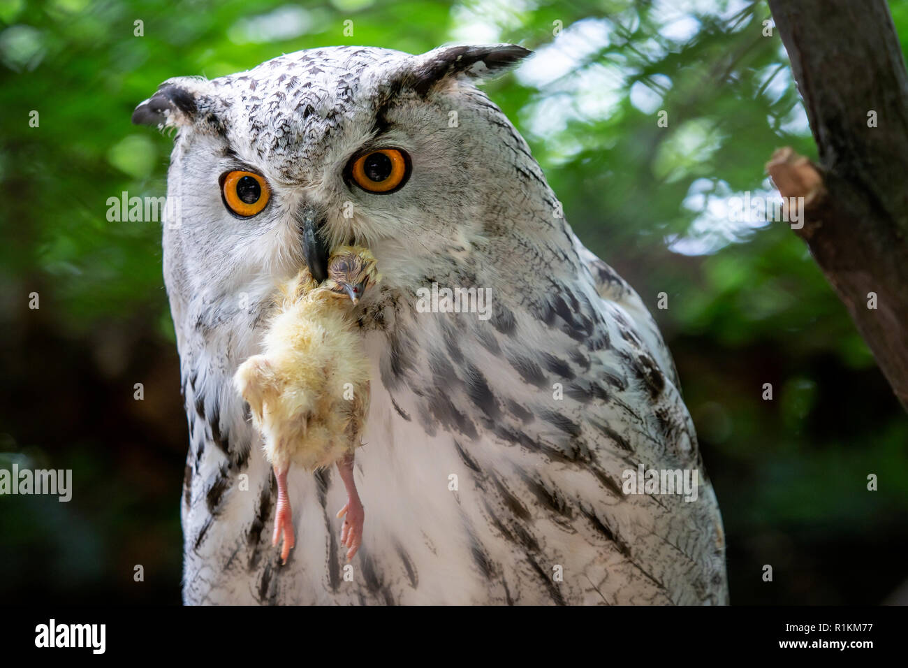 Siberian Eagle Owl avec proie dans le bec. Bubo bubo sibiricus, le plus grand d'Amérique dans le monde. Banque D'Images