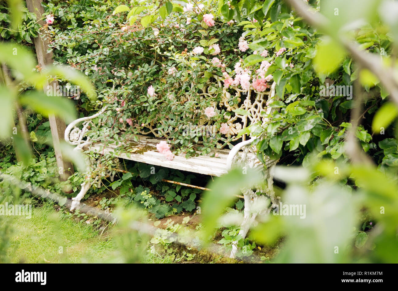 Envahis par les plantes sur banc Banque D'Images