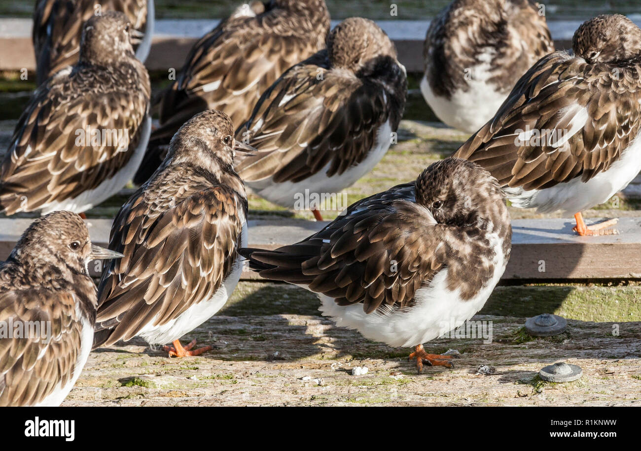 Turnstone oiseaux dans leur plumage d'hiver dans l'Essex, au Royaume-Uni. Banque D'Images