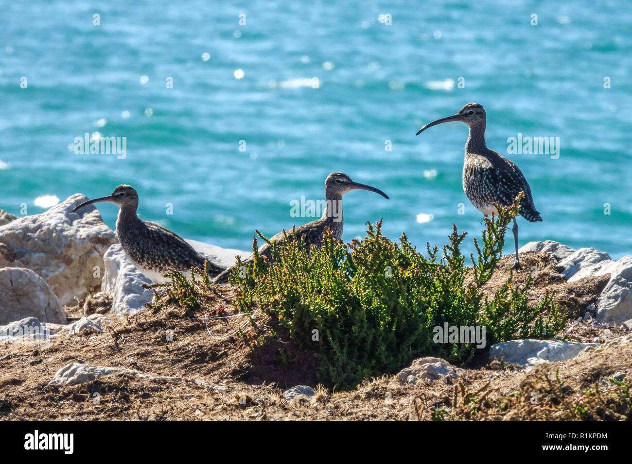 Le curlew eurasien Numenius arquata bord de mer, oiseaux d'Espagne Banque D'Images