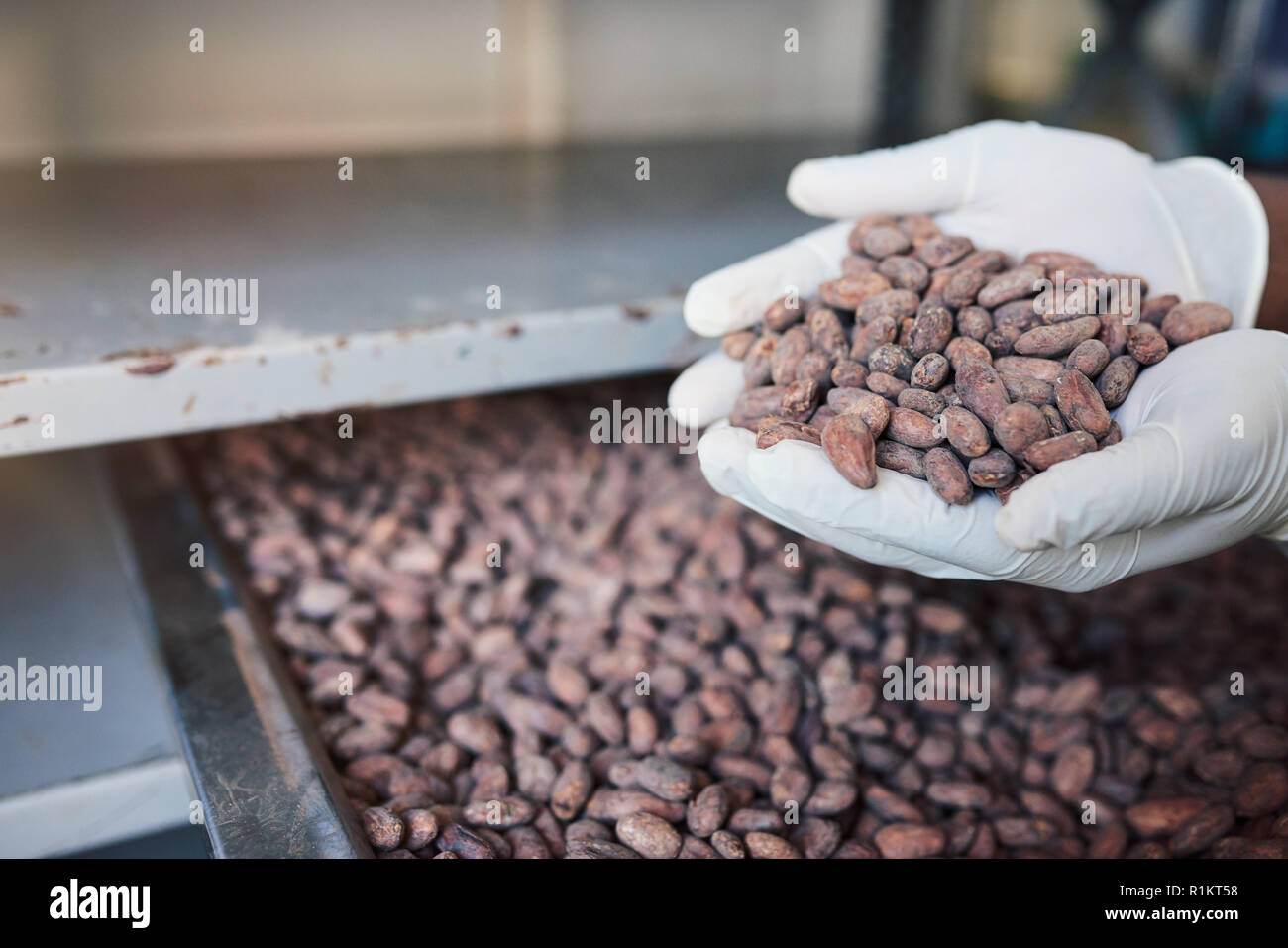 Fabrique de chocolat fèves de cacao au travailleur ayant un bac Banque D'Images