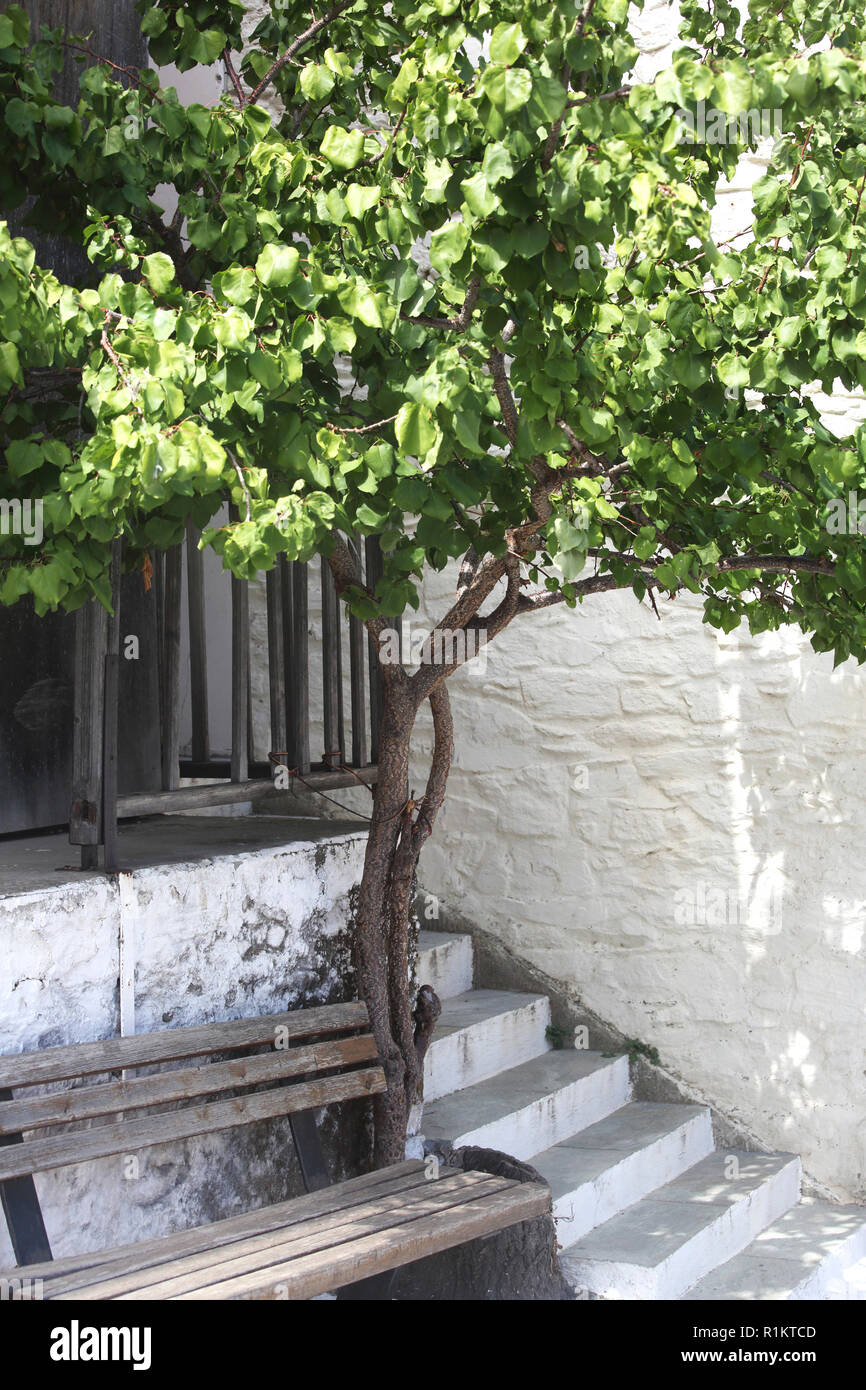 L'île de Kéa Grèce Ioulidha Banc par arbre Banque D'Images