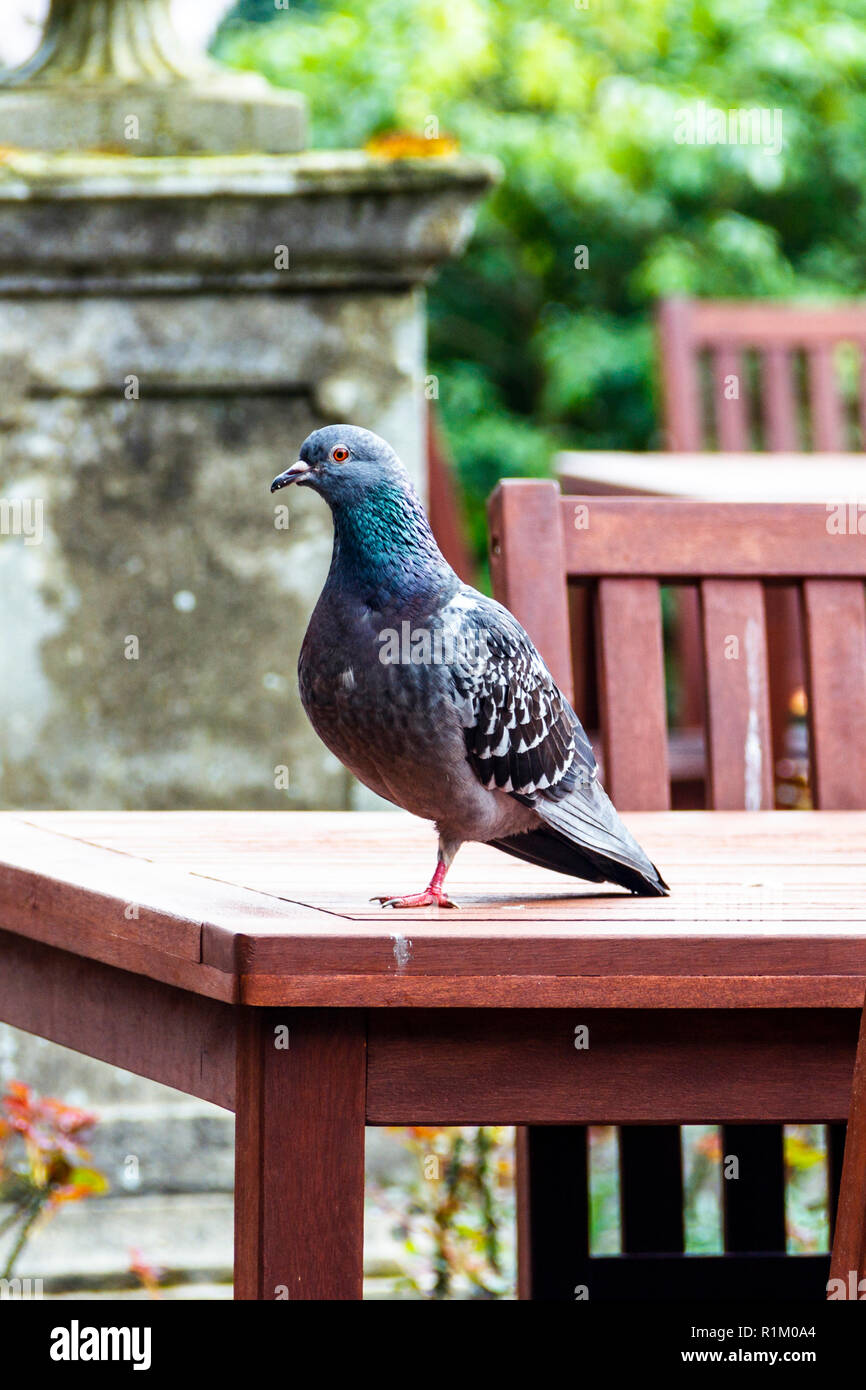 Un pigeon unijambiste récupère pour l'alimentation dans un parc local Banque D'Images