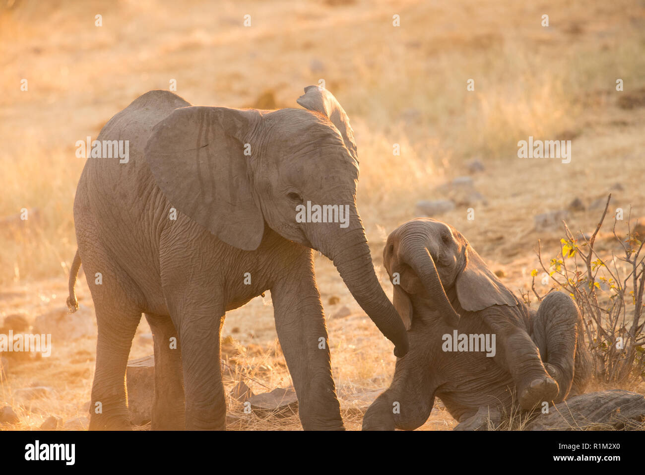 Bébés éléphants sillonnent Banque D'Images