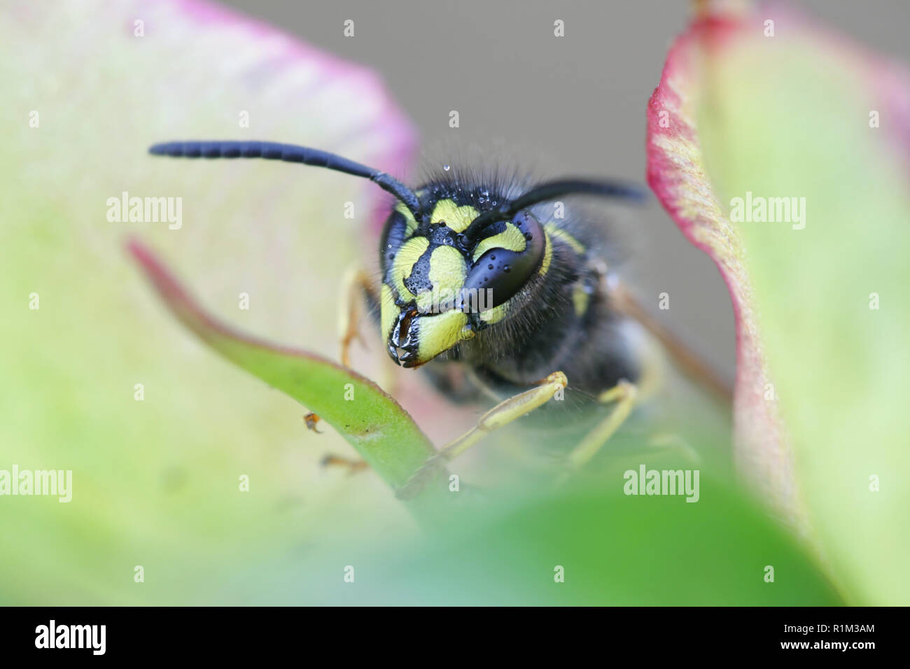 Jaune commun-veste ou d'une guêpe Vespula Vulgaris, Européenne Banque D'Images