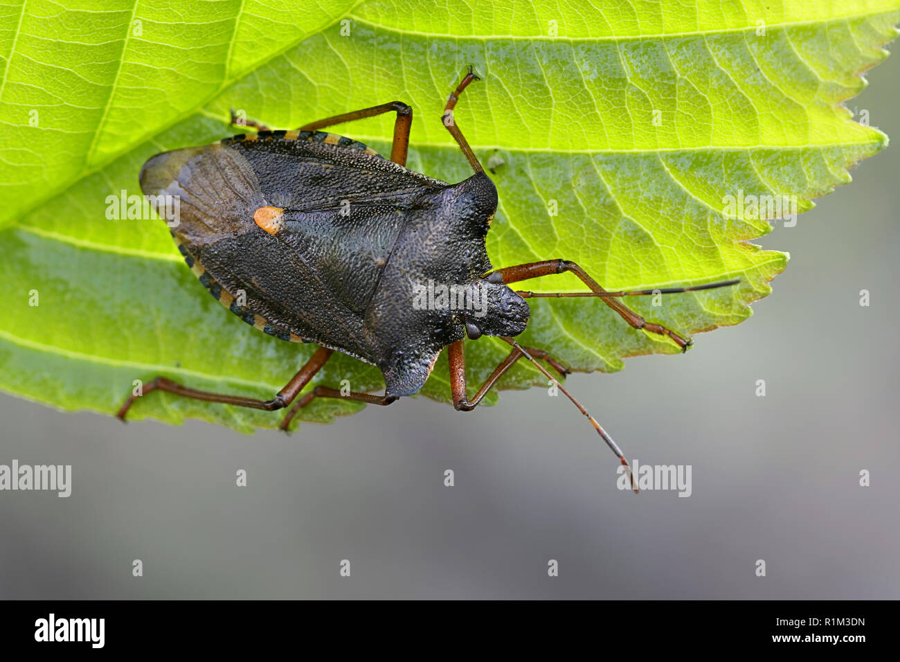 Bug de la forêt ou à pattes rouges, shieldbug Pentatoma rufipes Banque D'Images