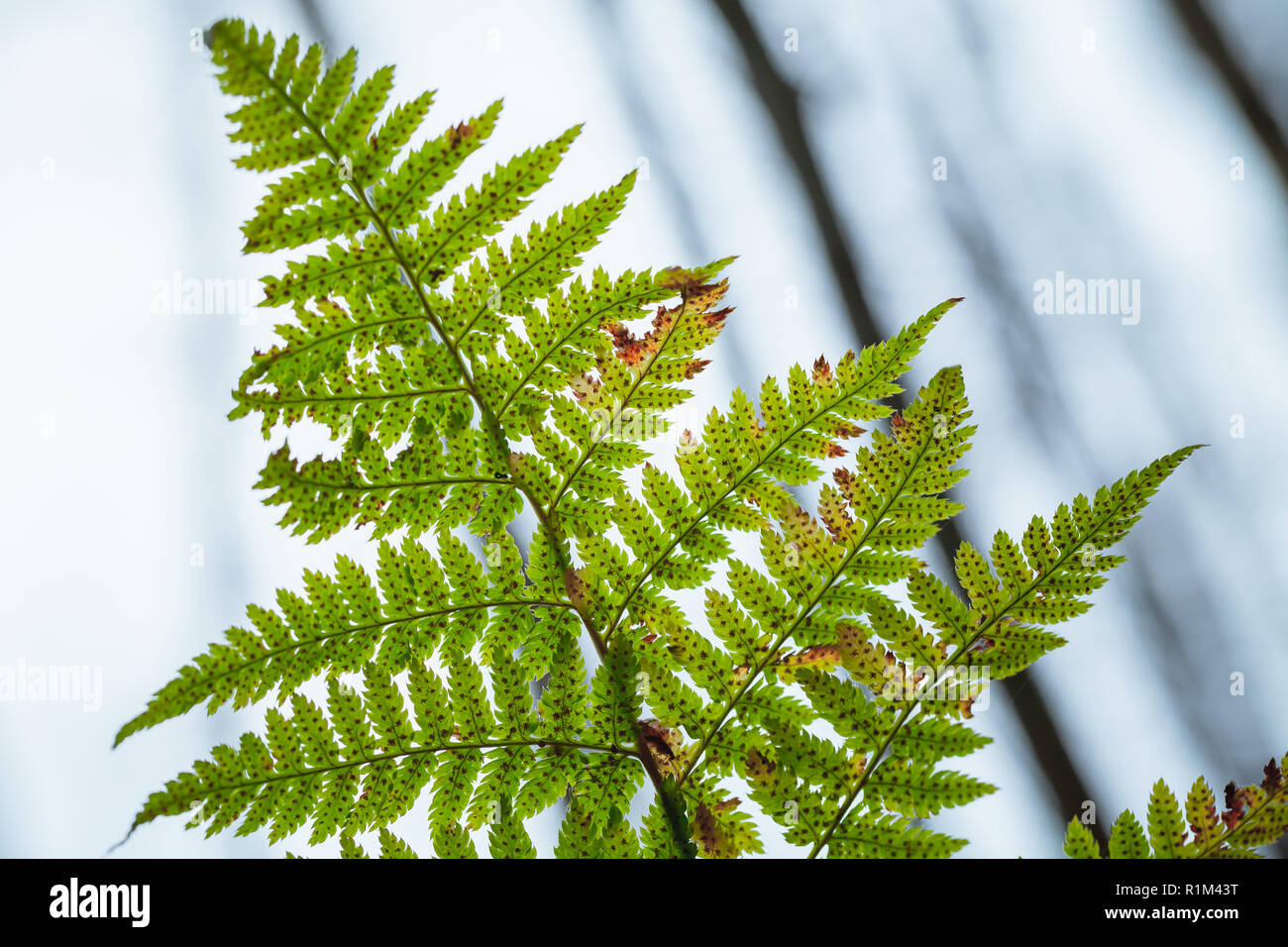 Fern leaf vert bleu clair sur fond flou, photo en gros plan avec selective focus Banque D'Images