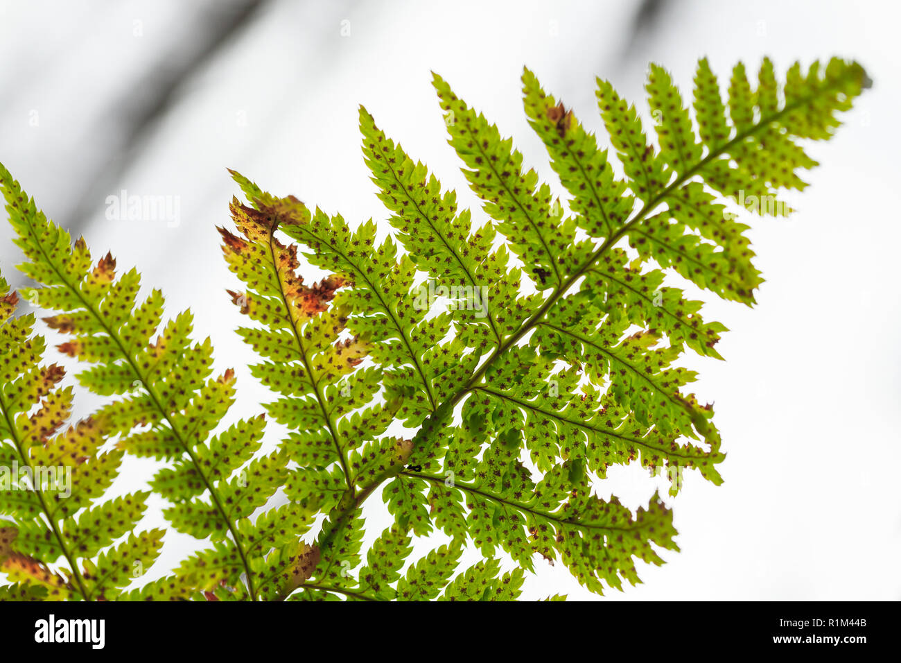 Fern leaf vert blanc sur fond flou, photo en gros plan avec selective focus Banque D'Images