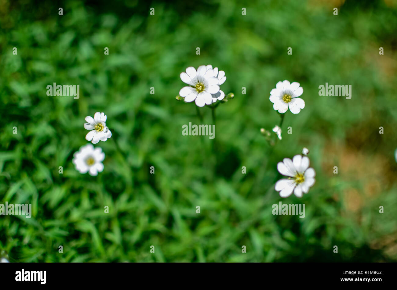 Peu de blancs ou d'autres fleurs sur l'herbe verte Banque D'Images