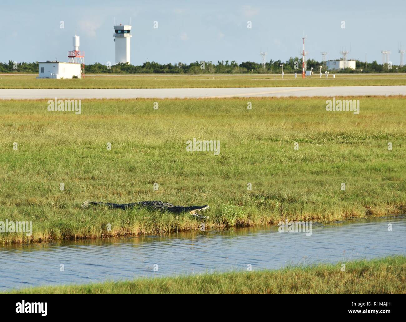 KEY WEST, Floride (oct. 22, 2018) L'un des deux crocodiles américains est vu lui-même le soleil sur Boca Chica au champ Naval Air Station de Key West. Le crocodile est protégé en tant qu'espèce menacée par le Gouvernement Fédéral Loi sur les espèces en danger et NAS Service environnemental de Key West et biologiste de la surveiller les crocodiles afin de s'assurer qu'ils n'ont pas d'impact sur les pistes de la station d'air. NAS - Key West est un établissement de pointe pour les combats air-air des avions de tous les services militaires et fournit un soutien aux pierside navires de guerre américains et étrangers. Banque D'Images