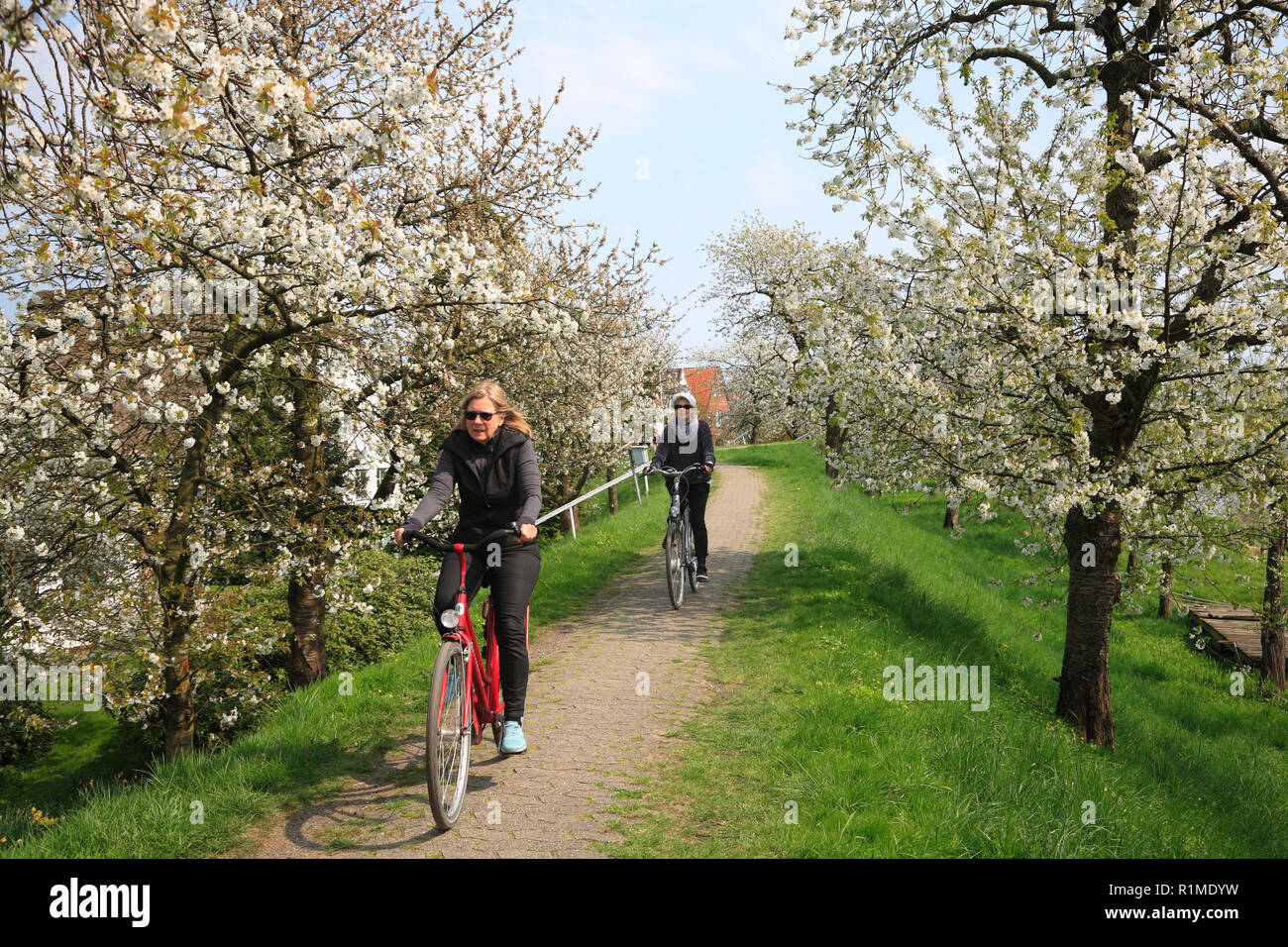 Biker sur Luehe-Dyke, Altes Land, Basse-Saxe, Allemagne, Europe Banque D'Images