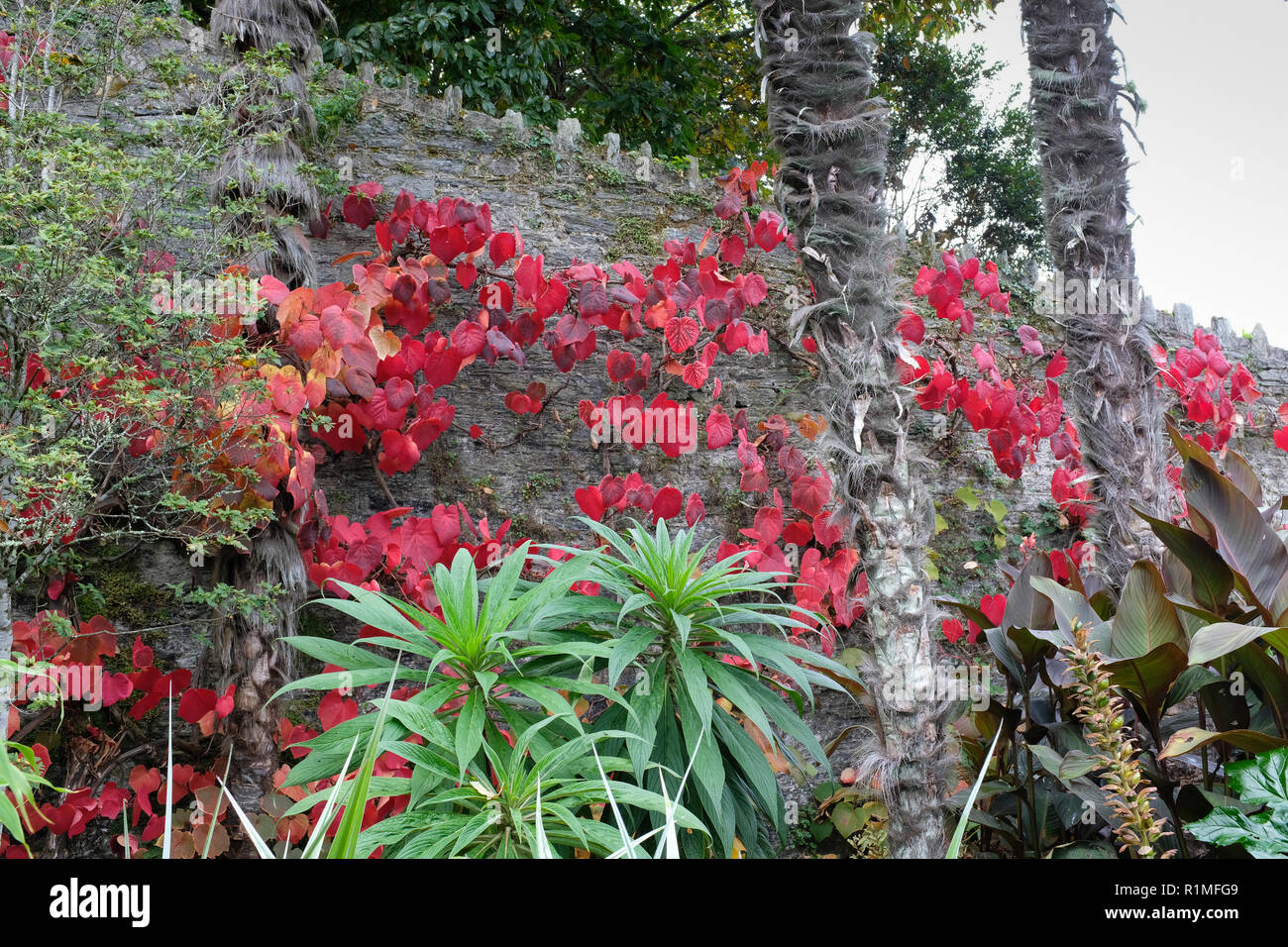 Overbeck's national trust jardin près de salcombe. frontière exotiques protégés par le haut mur Banque D'Images