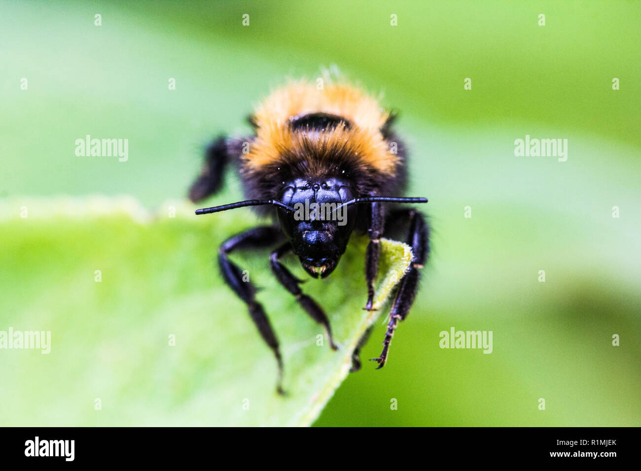 Close up d'un genre de bourdons (Bombus) sur une feuille Banque D'Images