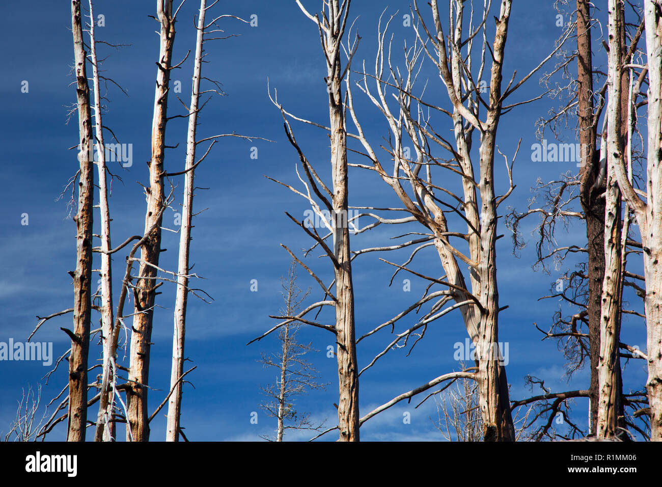 Les chicots d'incendie de forêt le long de trois petits ruisseaux Lake Trail, forêt nationale de Deschutes, Oregon Banque D'Images