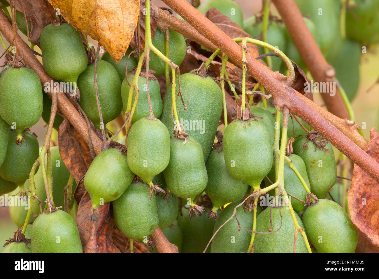 Kiwis, Marion County, Oregon Banque D'Images