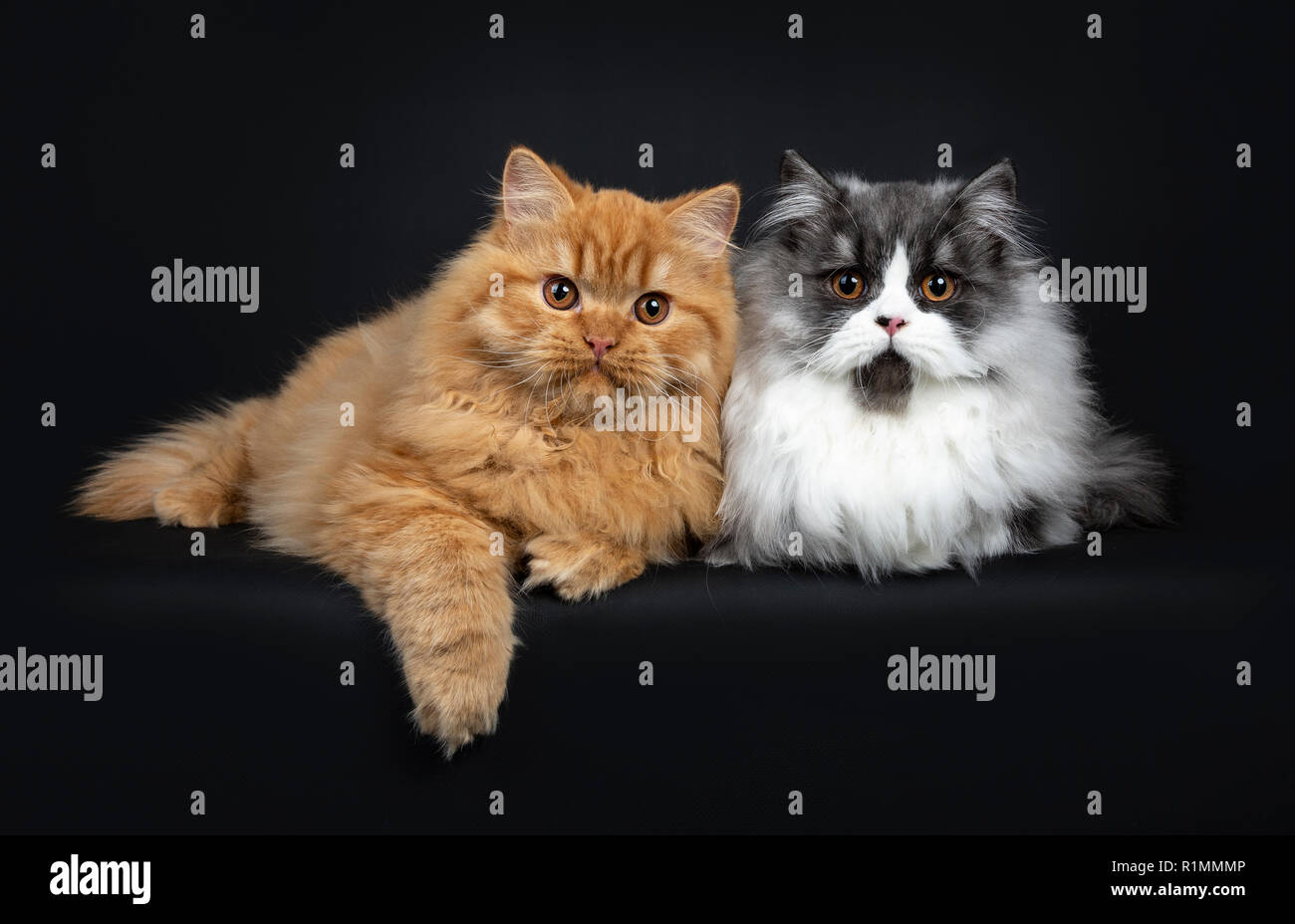 Superbe duo d'une fumée noire et rouge British Longhair chatons chat fixant côte à côte avec une patte accrochée à bord, à la recherche d'appareil photo avec l'orang Banque D'Images